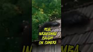 Giant Monster Snake Caught on Camera inkanyamba nkanyamba Inkanyambasnakw [upl. by Mimi15]