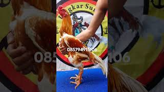 Ayam Plucker Amerika Qaib [upl. by Anaul979]