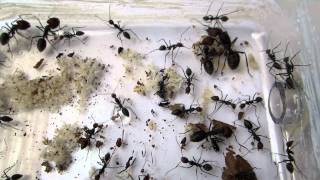 Camponotus singularis  Open view [upl. by Youngman706]