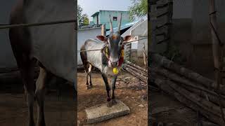 Gaja song hallikarbullcart popular shortvideo pleasesubscribe viralvideo [upl. by Ahsinauj]