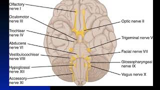 Chapter 13 Peripheral Nerves [upl. by Niasuh]