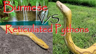 🐍Differences Between Burmese and Reticulated Pythons🐍 [upl. by Mohammed]