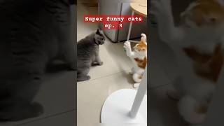 SUPER FUNNY CATS EPISODE 3 shorts [upl. by Bottali883]