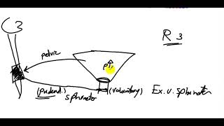 06 Renal Physiology micturition [upl. by Eiuqram]