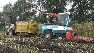 Mais hakselen met Mengele SF40002  IHC 844s Deutz D7506 en Fendt Farmer 308 2017 [upl. by Gianina]