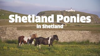 Shetland Ponies from Shetland [upl. by Atikehs]