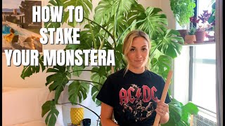 How To Stake Your Monstera Deliciosa [upl. by Eiloj534]