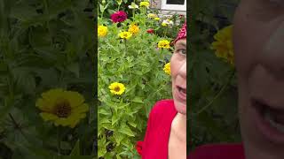 Zinnias zinnia grow [upl. by Desdee186]