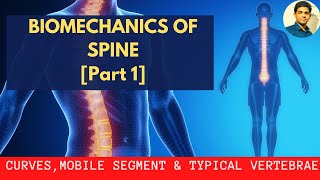 BIOMECHANICS OF SPINE  Curves Mobile segment Typical Vertebra  Spondlyolithesis  Part 1 [upl. by Nodaj]