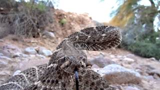 Rattlesnake strike slow motion [upl. by Aivlis883]