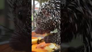 prehensile tailed porcupine [upl. by Doersten]