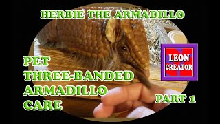 Pet ThreeBanded Armadillo Care  Part 1  with Leon Hills  LEON CREATOR [upl. by Daryle]