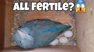 Superfast Breeding Of Pacific Parrotlets  All About Pets Hindi [upl. by Allerus773]