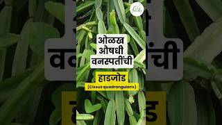 हाडजोड  Cissus quadrangularis  औषधी वनस्पती  Medicinal plant [upl. by Yael]