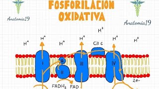 Fosforilación Oxidativa [upl. by Leiru491]