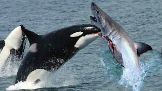 The KILLER ORCAS How They Take Down Great White Sharks [upl. by Yseulte]