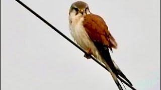 Nankeen Kestrel Lake Broadwater [upl. by Ailel]