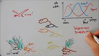 Effets de la sélection naturelle  diversifiante stabilisante et directionnelle [upl. by Nnaylime]