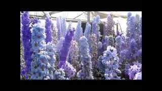 Larkspur Nursery Delphiniums in Bloom July 2013 [upl. by Rot461]