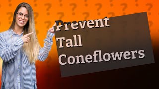 How do you keep coneflowers from getting too tall [upl. by Aina]