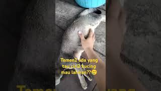 Kucing kontraksi 🤗trending viralvideo viralshorts shortvideo shorts catworld masakannusantara [upl. by Colwin]