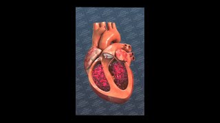 The Human Heart shorts science nature health [upl. by Horvitz]