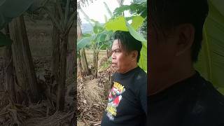 Bopak Castello mikir Jorok memoridaunpisang lucu comedy funny joke short mikirjorok daun [upl. by Aiekal]