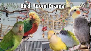 Introducing my large parrots to Cockatiels Lovebird and a Sierra Parakeet  What will Monty do [upl. by Etnoel]