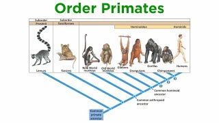 The Origin of Primates [upl. by Faustus575]