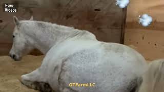 Home Videos  Horse Fart Nr18 [upl. by Nellahs]