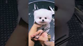 dog pretty pomeranians pets pomeranian dogbreed cute pomeranian club puppy pomeranian [upl. by Yrehc]