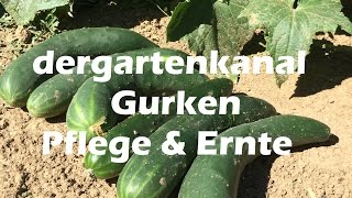 Gurken pflegen und Ernte  Gurken im Freiland Projekt 2 [upl. by Stanly]