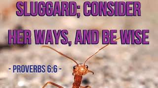 KJV Bible Songs Go to the ant thou sluggard Proverbs 668 [upl. by Ladnik491]