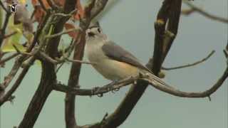 Blackcrested Titmouse [upl. by Leehar410]