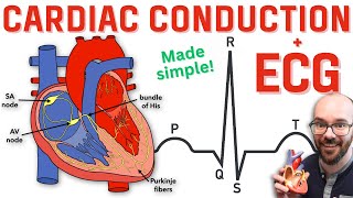 Heart Conduction System amp ECG EKG [upl. by Erdnad]