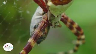 Spiders Mating [upl. by Diraf]