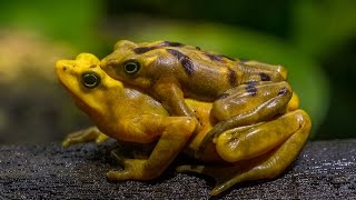 Panamanian Golden Frog on the Verge of Extinction [upl. by Hillary957]