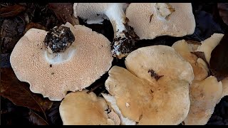 Hydnum repandum  Lengua de vaca  Hedgehog Fungus Steccherino Dorato 4k [upl. by Willy54]