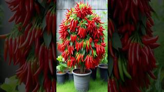 WOW Great planting skills to Harvest more Chilies or peppers farming satisfying garden [upl. by Marianne]