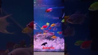 Beautiful widow tetra fish tank shorts freshwaterfish fishing [upl. by Padraic]