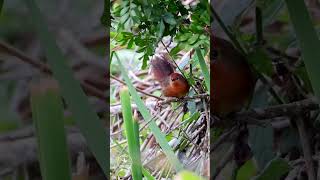 Birdwatching  Orangebreasted Thornbird [upl. by Mavra]