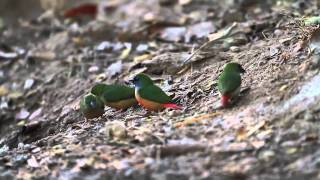 Pintailed Parrotfinch [upl. by Raffaello20]