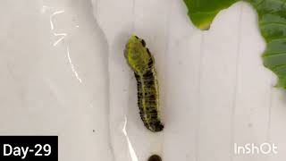 Cabbage Butterfly Pieris brassicae Full life cycle [upl. by Ced764]