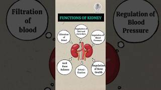 Functions of Kidney nursingnotesanddiagramhelp kidney medical [upl. by Arquit]