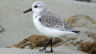 Sanderling [upl. by Mccollum]