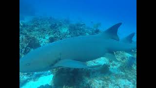 Shark encounter while diving with family  Cozumel Apr 2024 [upl. by Nauqal888]