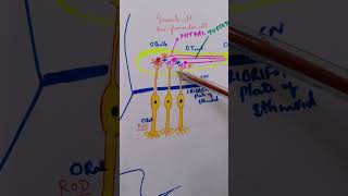 Olfactory pathway  Smell sensation  Physiology lecture  Medical [upl. by Olympe634]