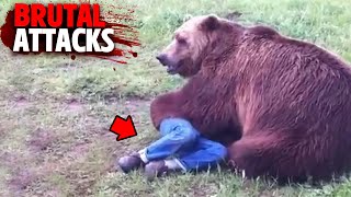 How to Survive a Bear Attack [upl. by Aicined]