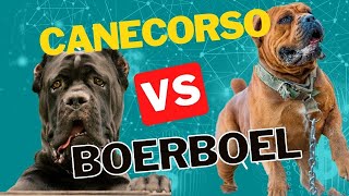 Canecorso VS Boerboel A Closer Look at Two Powerful Breeds which one is better [upl. by Ielerol]