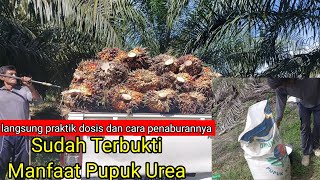 Dosis Pupuk Urea yang Dibutuhkan Tanaman Kelapa Sawit Biar Hasil Panen Meningkat [upl. by Rosella]